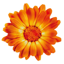 Calendula Kräutergarten